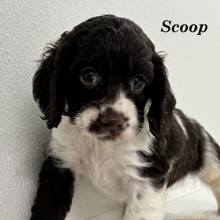 puppy, for, sale, Cocker Spaniel, Joe & Cherri  Overlease, dog, breeder, Miller, MO, dog-breeder, puppy-for-sale, forsale, nearby, find, puppyfind, locator, puppylocator, aca